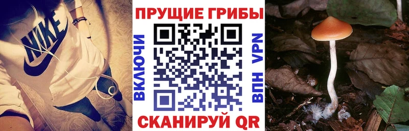 Купить закладки  Орлов  Псилоцибиновые грибы Magic Shrooms 