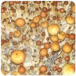Псилоцибиновые (галлюциногенные)  грибы Psilocybin "Golden Teacher" в Орлове