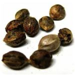 Семена марихуаны АК-47  (Seeds AK-47) в Орлове